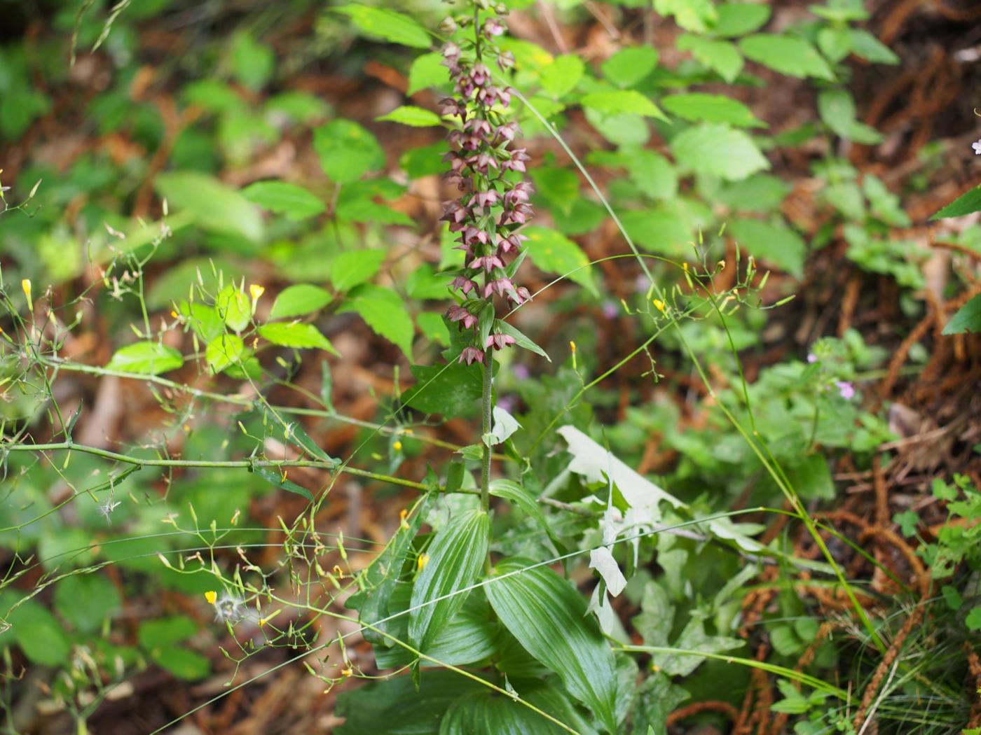 Helleborine, Broad-leaved plant